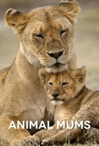 BBC. Заботливые мамы